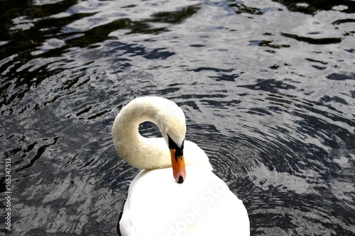 London swan