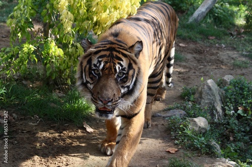 Le tigre