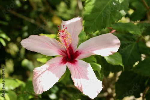 Une fleur