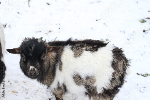 Le petit chevreau