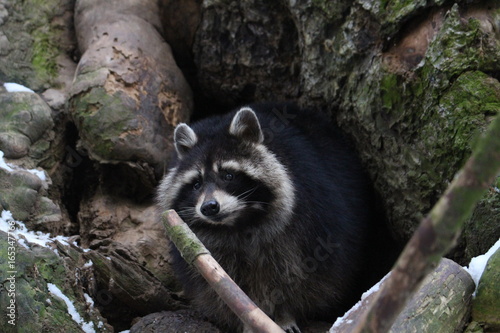 The Raccoon