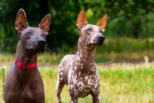Photography Close up portrait two Full length portrait of a Mexican hairless dog (xoloitzcui