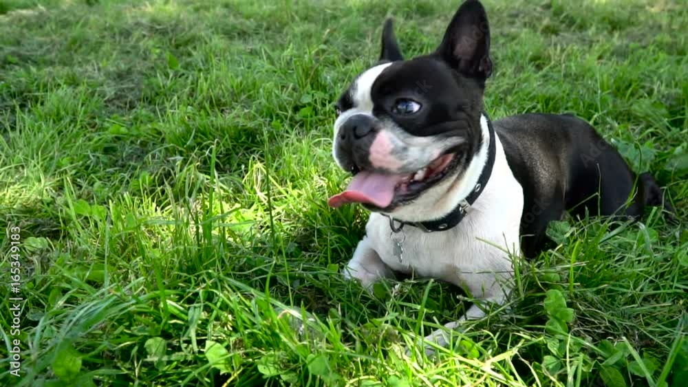 French Bulldog dog lies on the grass in summer. slow motion