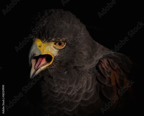 Fotografi Falco di Harris