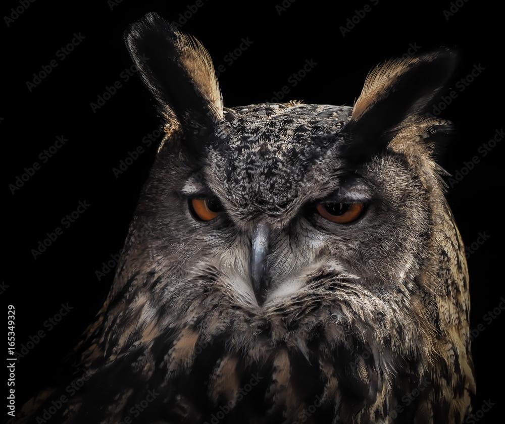 Fototapeta premium Gufo