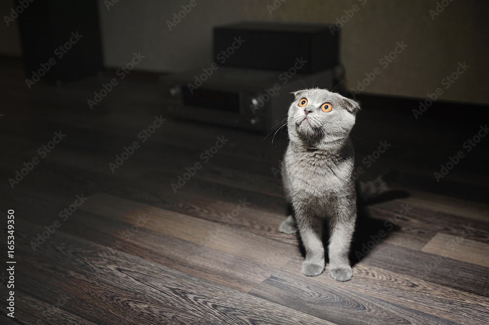Cat breed fearfully looking up into the bright light