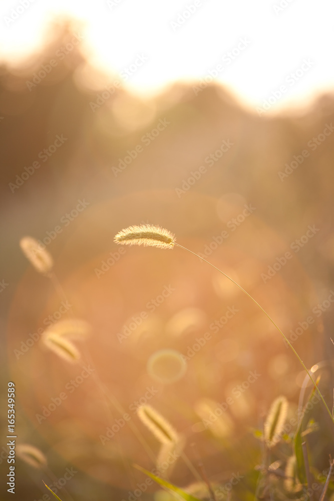 Ear of wheat backlit sunset in a field of grass in countryside in italy