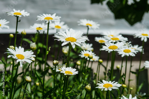 Flower bed with white flowers