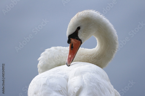 Sinuous Swan 