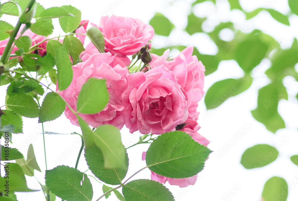 Obraz premium rose bush flowers