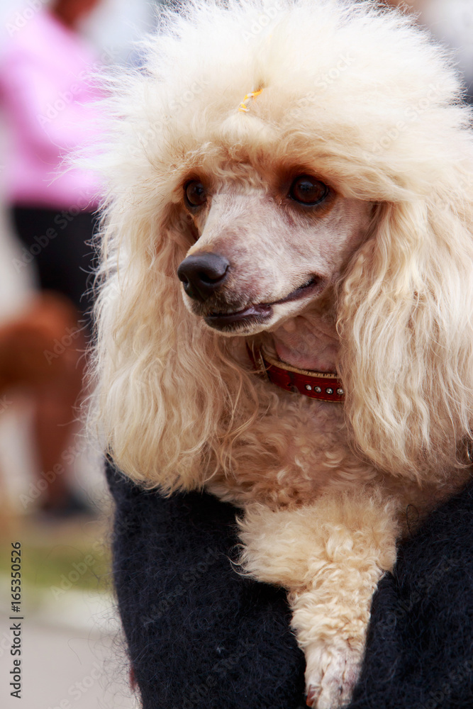 Dog of the Poodle breed