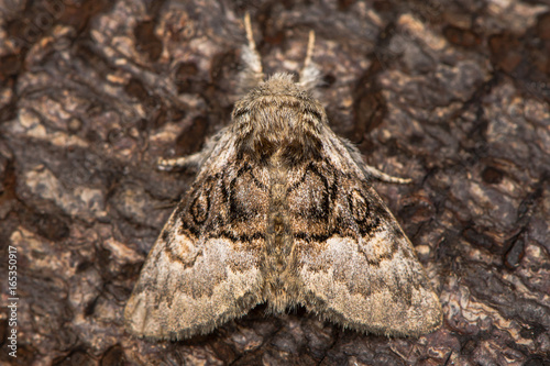 Nut-tree tussock moth (Colocasia coryli) at rest on bark. British moth in the family Noctuidae attracted to light in Bath, Somerset, UK