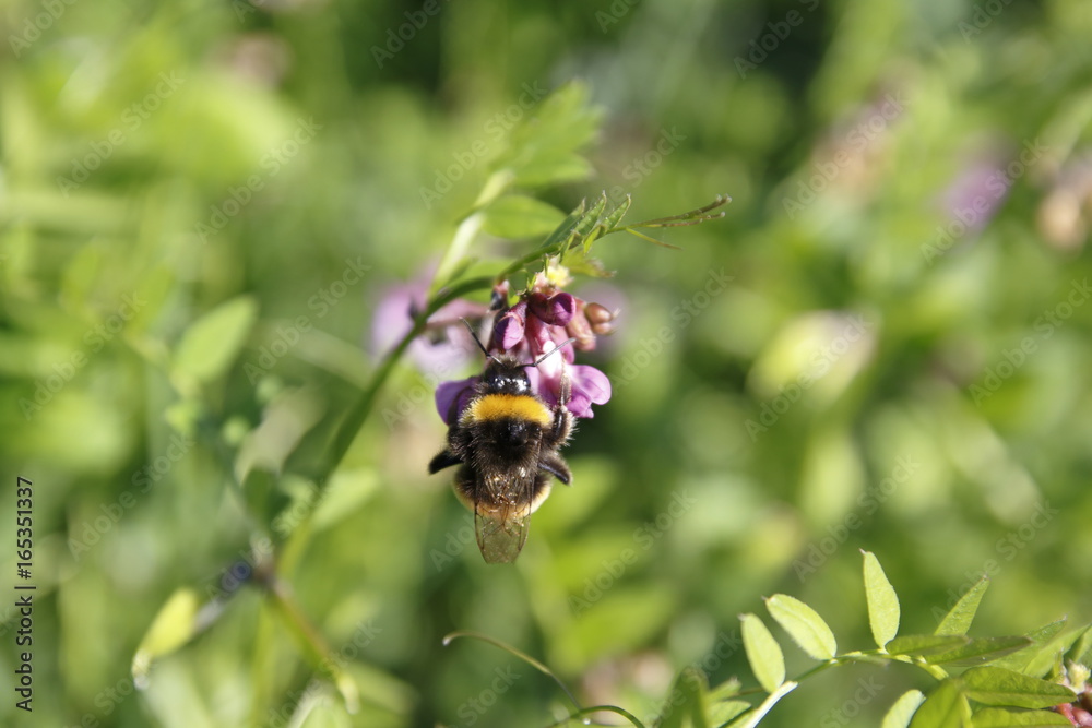 Biene auf Zaunwicke, Wicke auf Wiese Biene auf Zaunwicke, Wicke auf Wiese