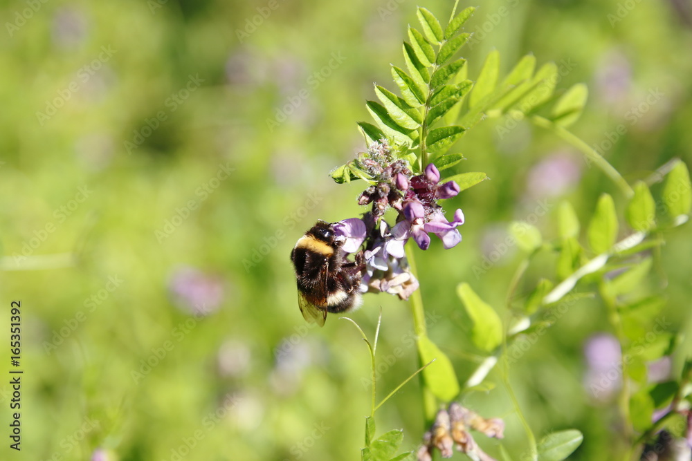 Biene auf Zaunwicke, Wicke auf Wiese Biene auf Zaunwicke, Wicke auf Wiese