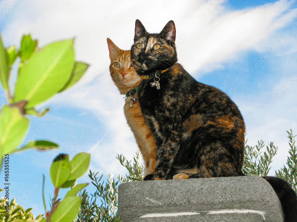 Mignon Petits Chats Roux Et Ecaille De Tortue Frere Et Soeur Joueurs Et Perches Sur Cheminee Stock Photo Adobe Stock
