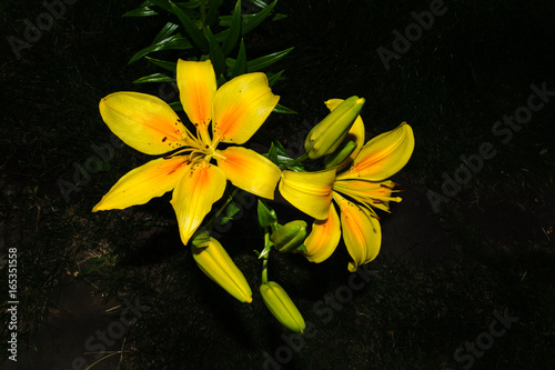 Fototapeta Naklejka Na Ścianę i Meble -  Yellow lily flower at night in the village
