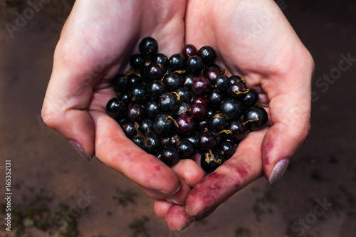 Freshly picked wild berry in the holding hands of a village girl - warm color