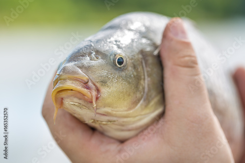 Live carp in fisherman hands. Fishing concept
