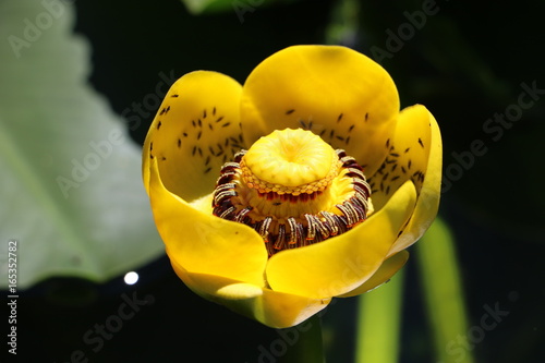 Waterlily bugs