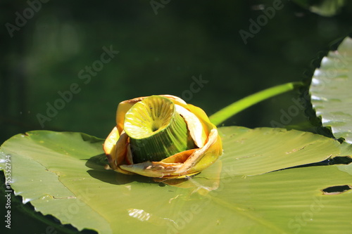 Waterlily Pod