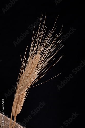 ears of wheat