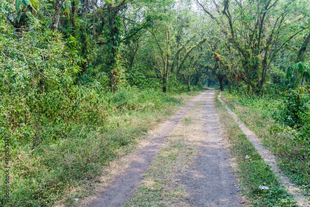 Trail through a forest in central Honduras Trail through a forest in central Honduras