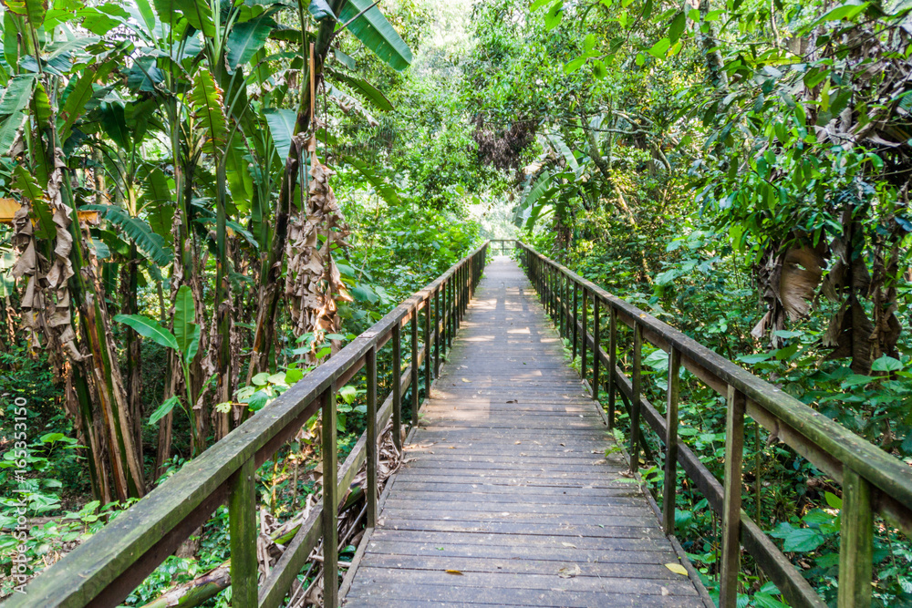 Boardwalk in eco-archaeological park Los Naranjos, Honduras Boardwalk in eco-archaeological park Los Naranjos, Honduras