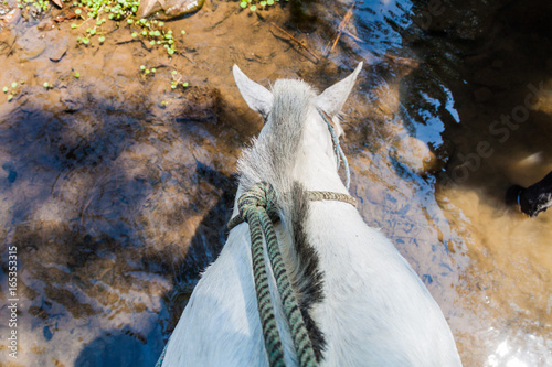 Horse drinking water from a puddle as viewed from his back. Road in Protected Area Miraflor, Nicaragua photo