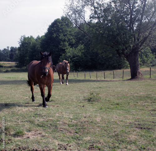 dwa brązowe konie na pastwisku © agarianna
