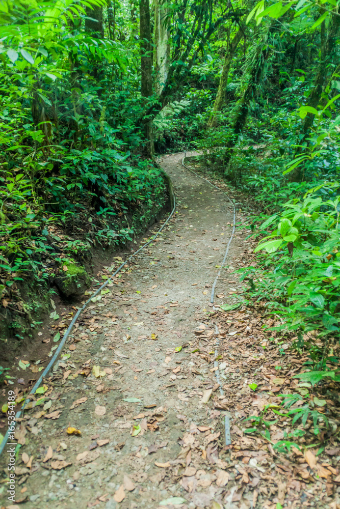 Hiking trail in cloud forest of Reserva Biologica Bosque Nuboso Monteverde, Costa Rica Hiking trail in cloud forest of Reserva Biologica Bosque Nuboso Monteverde, Costa Rica