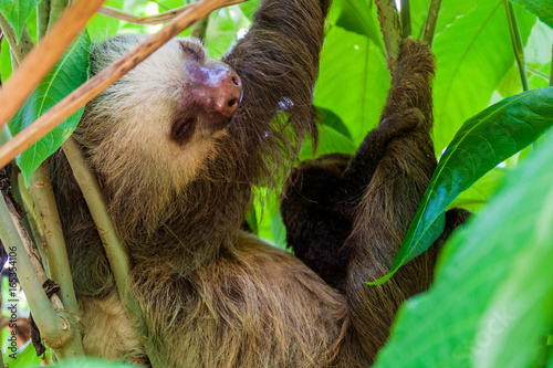 Two-toed sloth with an offspring in a forest near La Fortuna village, Costa Rica