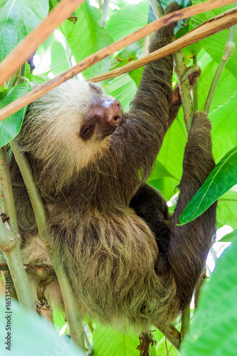 Two-toed sloth in a forest near La Fortuna village, Costa Rica photo