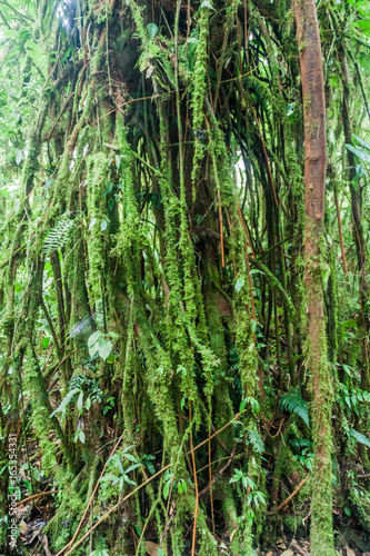 Tree in a cloud forest of Reserva Biologica Bosque Nuboso Monteverde, Costa Rica