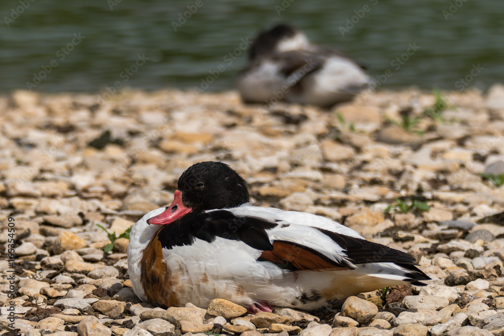 Shelduck (Tadorna tadorna) at rest. Large male British duck in the family Anatidae, sitting on shore