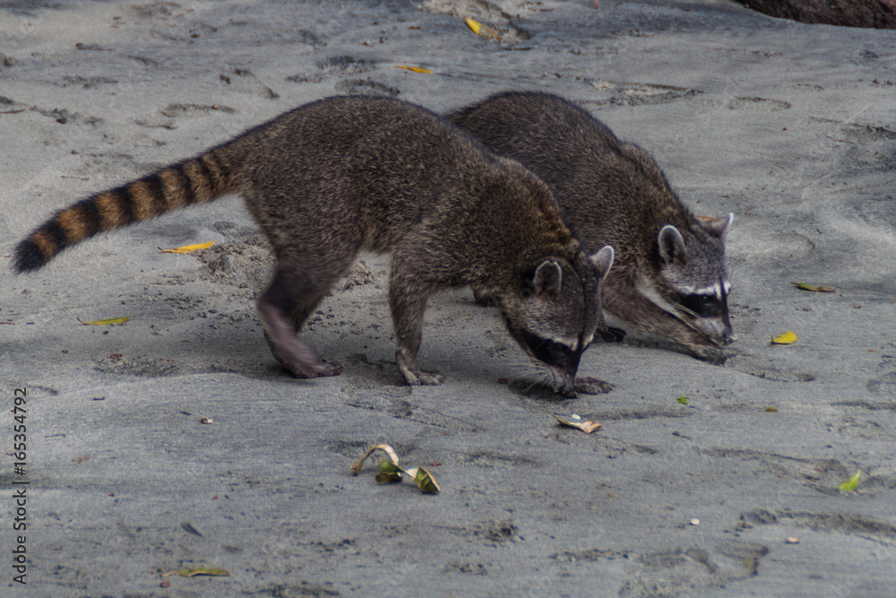Crab-eating raccoons (Procyon cancrivorus) in National Park Manuel Antonio, Costa Rica