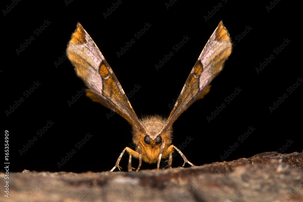 Obraz premium Purple thorn moth (Selenia tetralunaria) head on. British moth in the family Geometridae at rest on bark