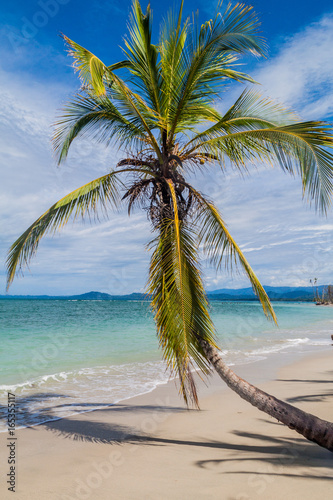 Fototapeta Naklejka Na Ścianę i Meble -  Palm on a beach in Cahuita National Park, Costa Rica