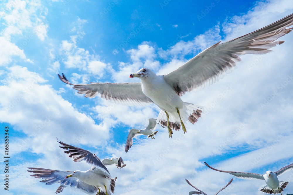 Obraz premium ウミネコ