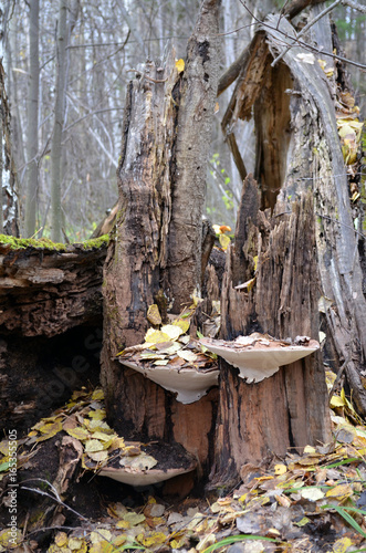 Stump in autumn forest with fungi parasites