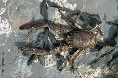 Common Squat Lobster (Galathea squamifera)/Common Squat Lobster on seaweed and barnacle covered rock photo