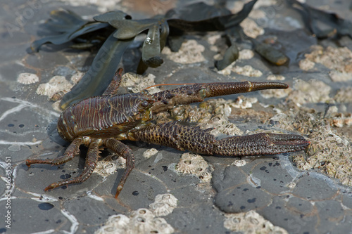 Common Squat Lobster (Galathea squamifera)/Common Squat Lobster on seaweed and barnacle covered rock photo
