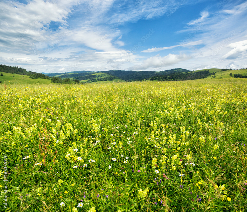 Beautiful meadow field with wildflowers against the background of mountains with clouds