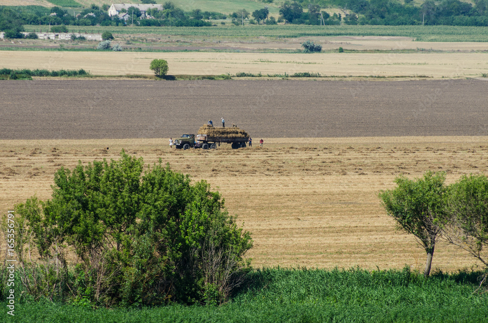 Fototapeta premium Harvesting in the fields