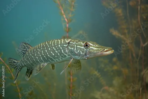 Obraz szczupak północny, esox lucius, czeskie nurkowanie
