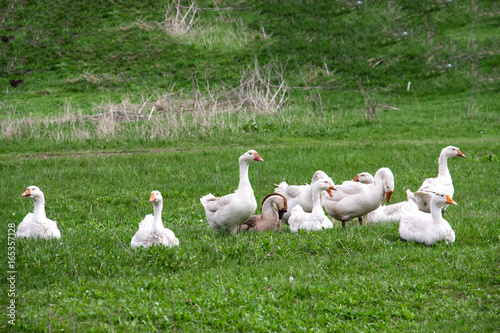 Flock of geese grazing on grass in spring field