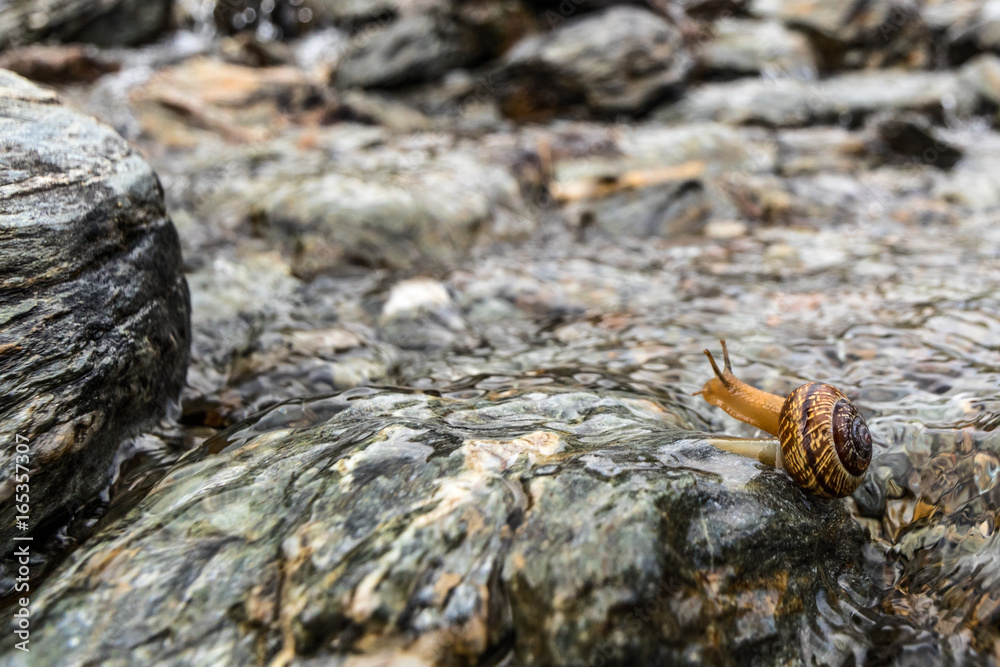 Fototapeta premium Schnecke am Bach