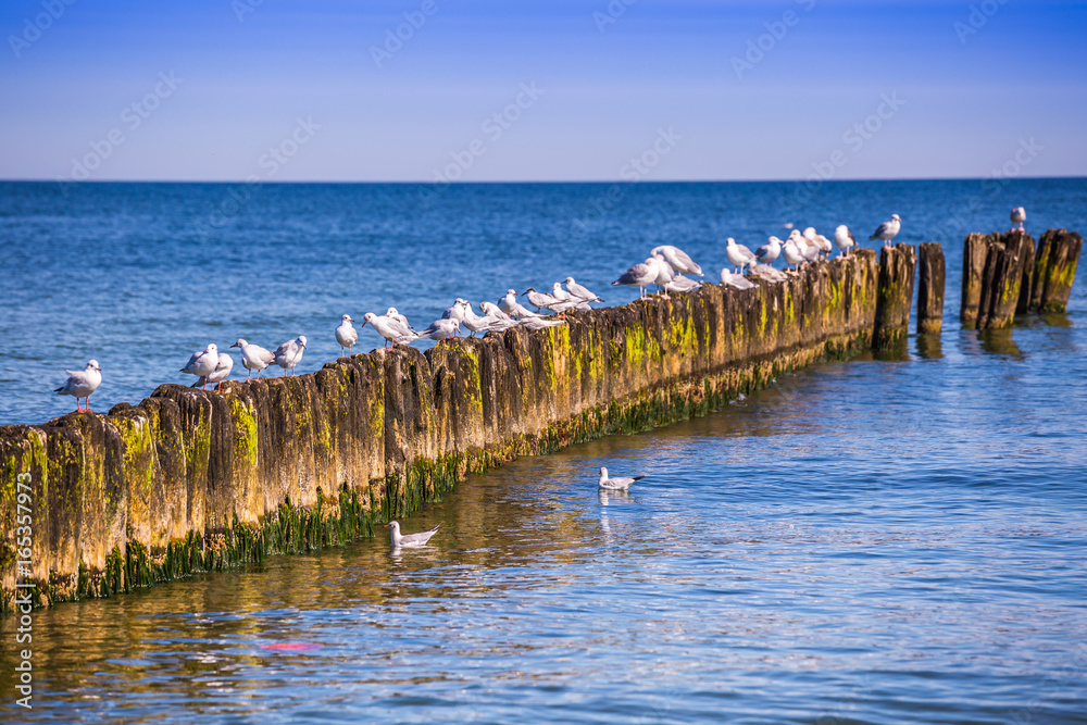 Gulls on groynes in the surf on the Poland Baltic coast