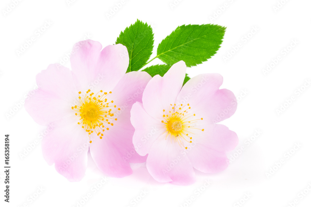 Rosehip flowers with leaf isolated on white background