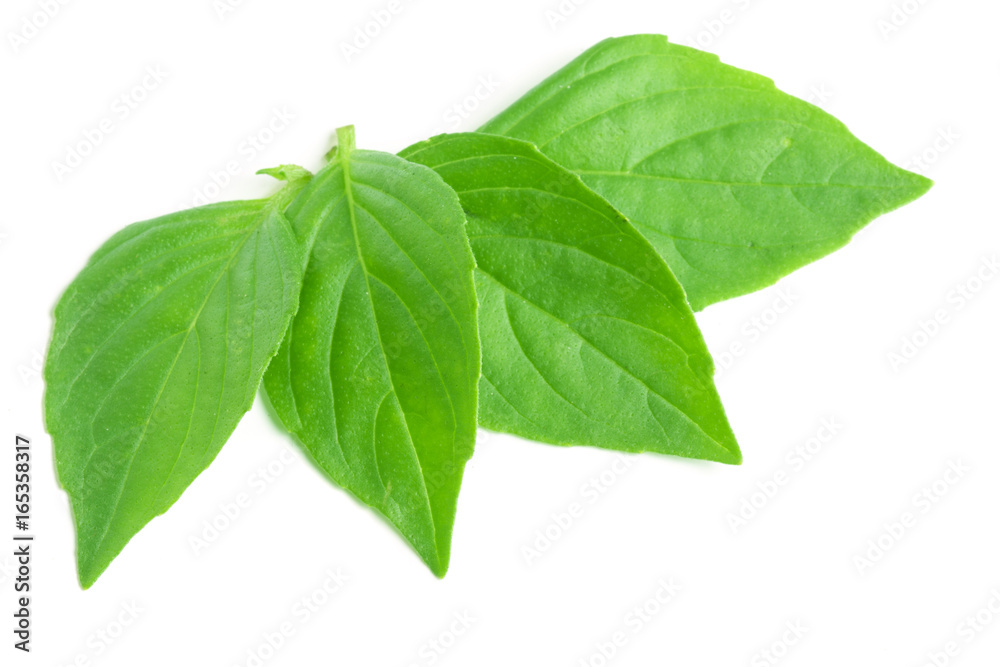 basil herb leaves isolated on white background closeup basil herb leaves isolated on white background closeup