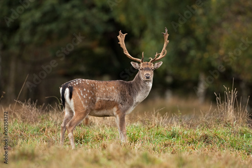 fallow deer, dama dama, Czech republic photo